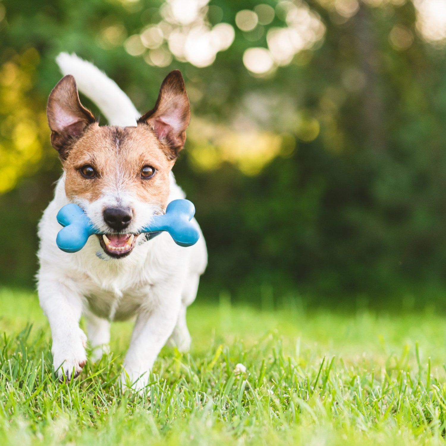 Dog Toys